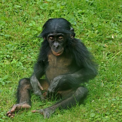 Bonobos, Ape, Primatai, Gyvūnas, Laukinės Gamtos Fotografija, Zoologijos Sodas, Beždžionė