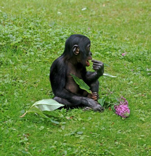 Bonobos, Ape, Primatai, Gyvūnas, Laukinės Gamtos Fotografija, Zoologijos Sodas, Beždžionė