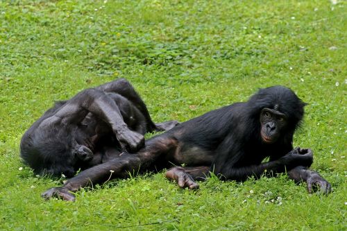 Bonobos, Ape, Primatai, Gyvūnas, Laukinės Gamtos Fotografija, Zoologijos Sodas