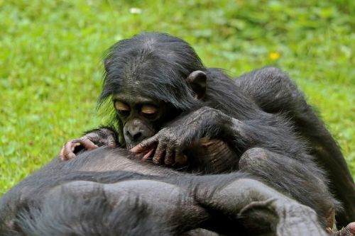 Bonobos, Ape, Primatai, Gyvūnas, Laukinės Gamtos Fotografija, Zoologijos Sodas