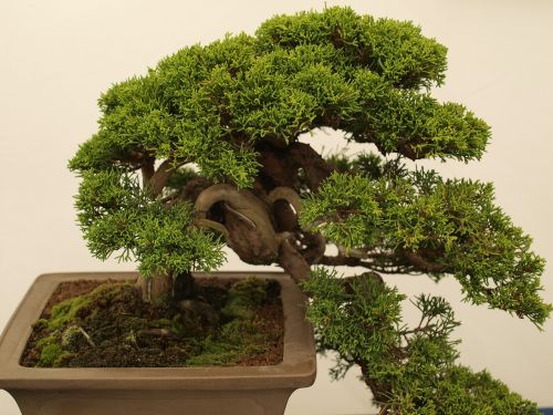 Bonsai, Medis, Minutė, Japanese