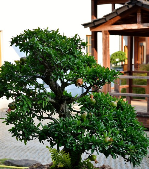 Bonsai,  Granatų Medis,  Japoniškas Sodas