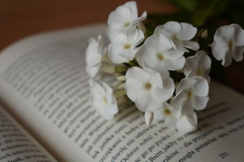 Knyga, Balta, Gėlės