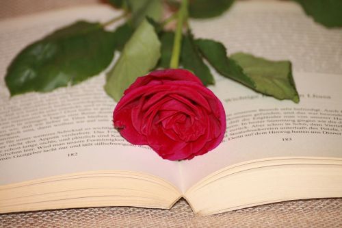 Knyga, Skaityti, Rožė, Raudona, Raudona Roze, Literatūra