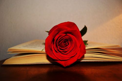 Knyga, Rožė, Raudona Rožė, Šventė, Saint George, Sant Jordi