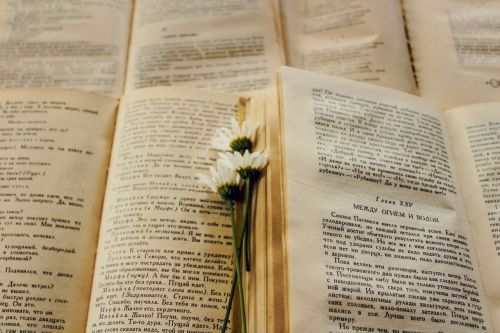 Knygos, Gėlė, Puslapis, Knyga, Senoji Knyga, Gražus, Literatūra, Daisy, Kultūra