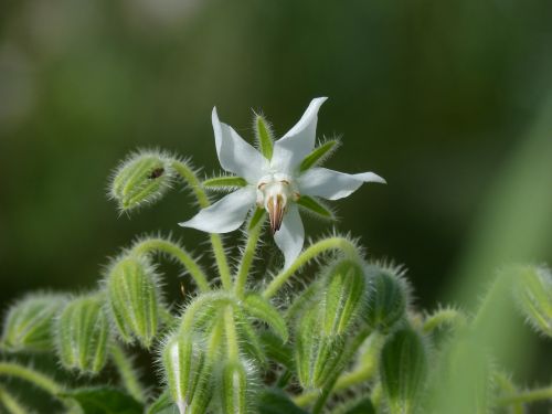 Borago Officinalis, Krūtinėlė, Laukinė Gėlė, Grožis, Pavasaris