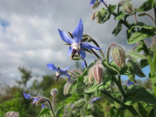 Borago Officinalis,  Krūtinėlė,  Starflower,  Augalas,  Flora,  Botanika,  Rūšis,  Žiedynas