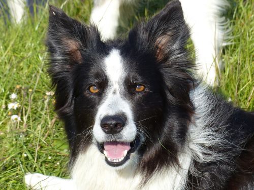 Sienos Kolis, Juoda Balta, Šuo, Balta, Juoda, Kolis, Border-Collie, Kalė, Gyvūnas, Naminis Gyvūnėlis, Žvėrys