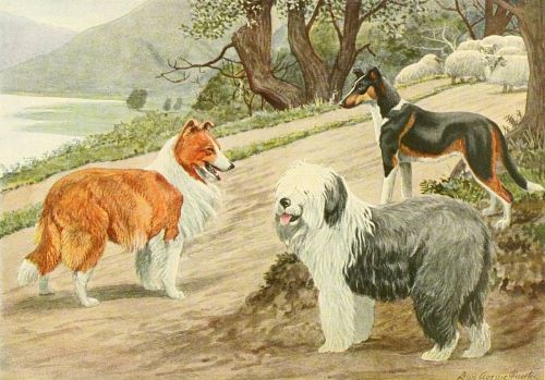 Sienos Kolis, Šunų Trio, Šuo