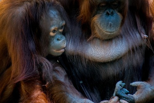 Bornean,  Orangutanai,  Beždžionė,  Gyvūnas,  Žinduolis,  Gyvūnijos,  Pusiau-Gamtoje,  Kailiai,  Zoo,  Semenggoh,  Rūšis,  Išraiška,  Orangutangas,  Borneo,  Furry,  Laukinių,  Atpalaiduojantis,  Oranžinė,  Motina,  Kūdikių,  Sūnus