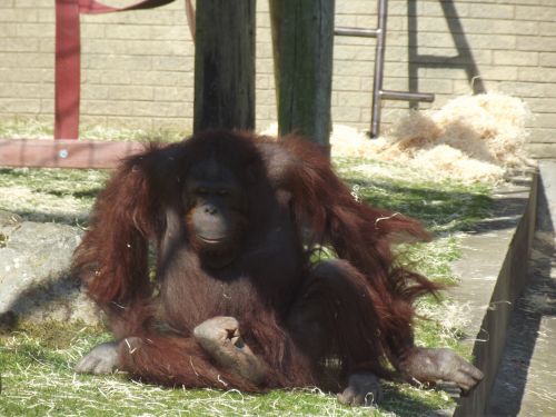 Orangutanai,  Bornean,  Pongo & Nbsp,  Pygmaeus,  Borneo,  Bornean Orangutanas