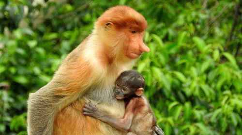 Borneo, Sepilok, Beždžionė