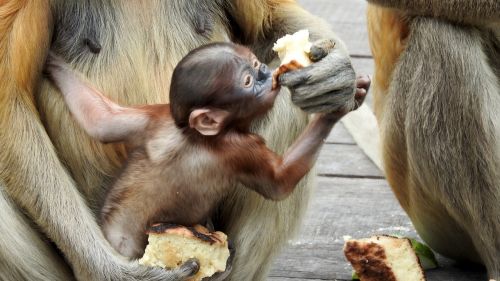 Borneo, Sepilok, Beždžionė