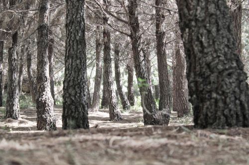 Bosque, Pinos, Miškas, Naturaleza