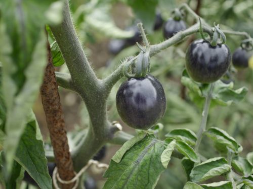 Botanikos Sodas, Juodas Pomidoras, Makro