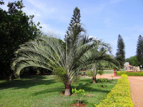 Botaninė Palmė, Sodas, Medžiai, Parkas, Lalbagh, Bangalore, Indija