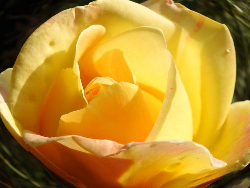 Botanika, Geltona Gėlė, Geltona Rožė