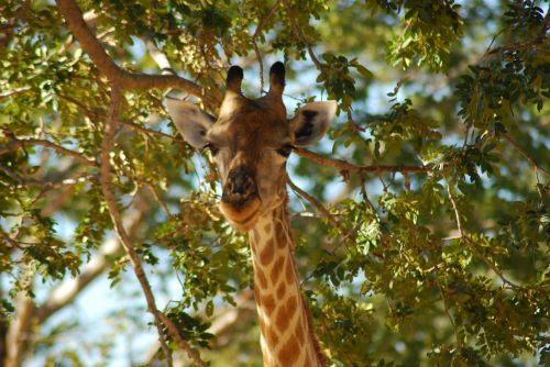 Botsvana, Žirafa, Afrika, Safari, Draugiškas