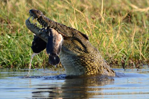Krokodilas, Grobis, Botsvana, Chobe
