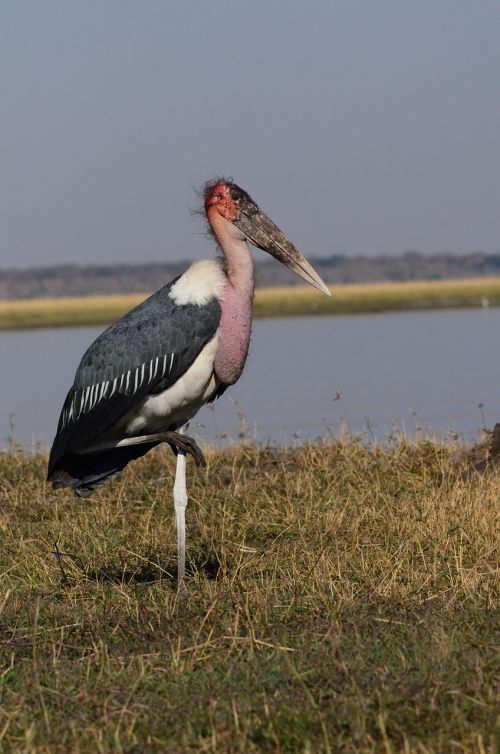 Marabu, Paukštis, Botsvana, Chobe