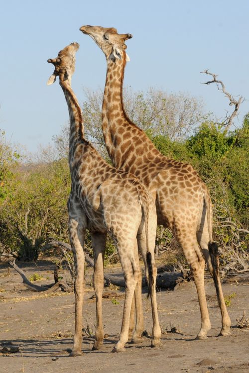 Botsvana, Chobe, Žirafos, Žaisti