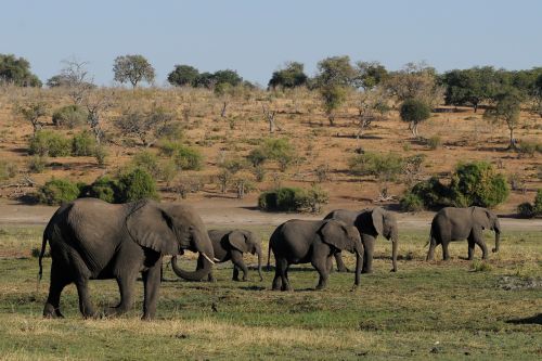 Dramblys, Botsvana, Chobe, Dramblių Banda, Afrika
