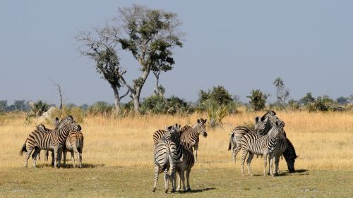 Botsvana, Okavango Delta, Zebras, Gyvūnų Grupė
