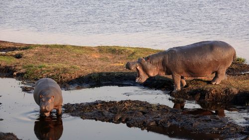 Botsvana, Hippos, Hopas, Motina Ir Vaiku, Laukinis Gyvūnas
