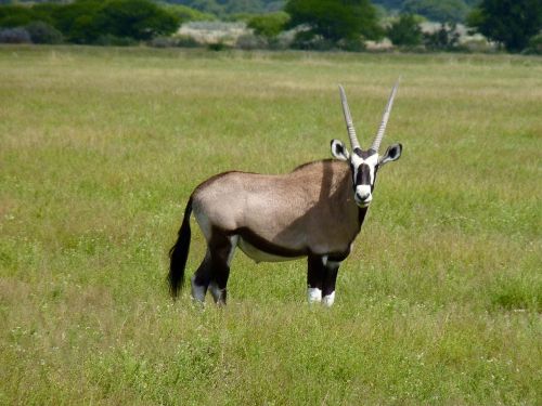 Botsvana, Antilopė, Safari, Laukinė Gamta