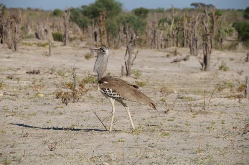 Botsvana, Kalahari, Afrika, Nacionalinė Paukštis