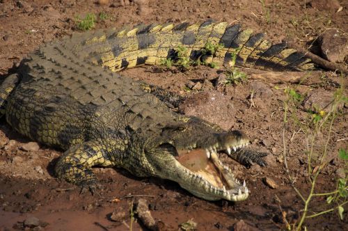 Botsvana, Krokodilas, Chobe Upė, Afrika, Safari