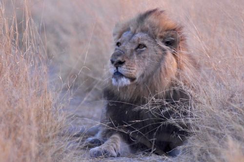 Botsvana, Liūtas, Afrika, Savuti