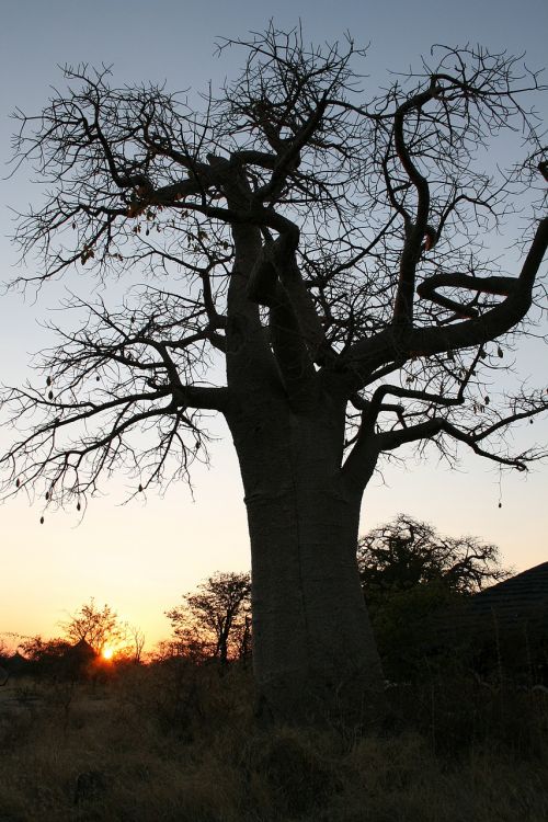 Botsvana, Baobabas, Saulėlydis