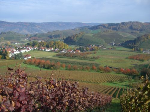 Bottenau, Vynuogynas, Vynas, Vynuogynai, Ruduo, Ortenau, Oberkirch