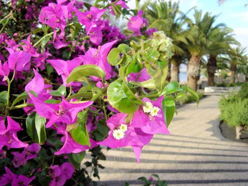 Bugenvilija, Gėlių Promenadas, Lanzarote