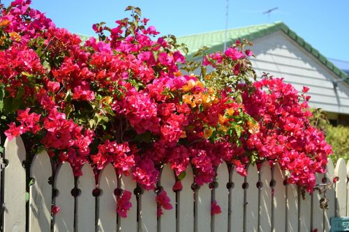Bugenvilija, Augalas, Gamta, Gėlė, Fotografija, Pavasaris, Spalva, Skaitmeninis, Nuotrauka, Gėlės, Brisbane, Australia