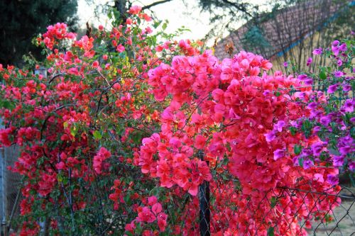 Gėlės,  Rožinis,  Violetinė,  Bougainvillea Creepers Ant Tvoros