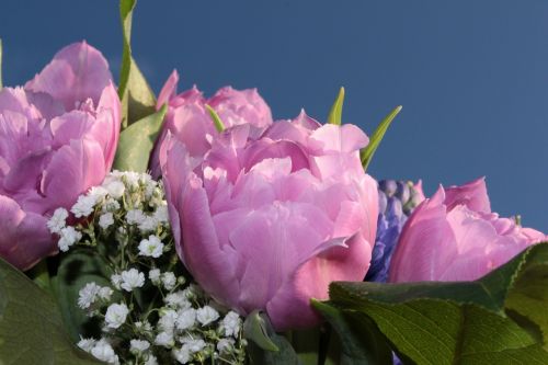 Puokštė, Dvigubos Tulpės, Užpildytas, Rožinės Tulpės, Gypsophila, Kvepalai, Pavasario Puokštė, Skintos Gėlės