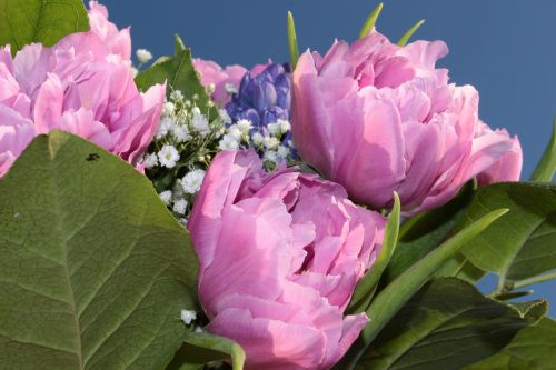 Puokštė, Dvigubos Tulpės, Užpildytas, Rožinės Tulpės, Gypsophila, Hyazynte, Kvepalai, Pavasario Puokštė, Skintos Gėlės