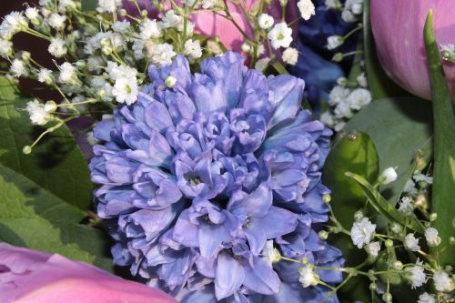 Puokštė, Hiacintas, Gypsophila, Kvepalai, Pavasario Puokštė, Skintos Gėlės