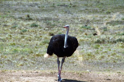 Puokštė, Afrika, Neskraidantis Paukštis, Strutis, Pietų Afrika, Safari