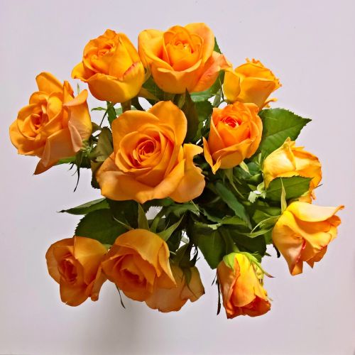 Puokštė, Geltonos Rožės, Rožės, Aromatingas, Didelės Gėlės, Romantiškas, Gėlių Sveikinimas, Apdaila, Ačiū