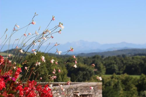 Puokštė, Gėlės, Fonas, Kalnas, Pyrénées, Gamta, Augalai