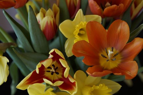 Puokštė, Pavasaris, Tulpės, Osterglocken, Pavasario Puokštė, Gėlės, Pavasario Pranašys