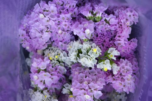 Puokštė, Hoa Sa Lem, Nuo Rožinės Iki Šviesiai Violetinės Spalvos