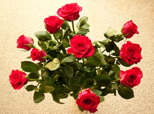 Puokštė,  Rožės,  Raudona,  Gėlės,  Romantiškas,  Floros,  Gėlė,  Natūralus,  Apdaila,  Valentino Diena,  Išaugo,  Žydi
