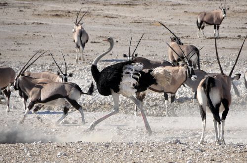 Puokštė, Paukštis, Antilopė, Oryx, Paleisti, Lenktynės, Gyvūnas, Afrika, Namibija, Laistymo Anga, Safari, Laukiniai, Etosha, Gyvūnai