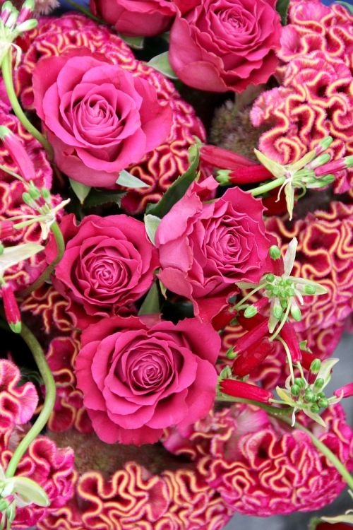 Rožių Puokštė, Vaizdas Iš Viršaus, Rožė, Rožinis, Pavasario Gėlė