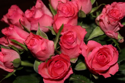 Rožių Puokštė,  Rausvos Rožės,  Išaugo,  Puokštė,  Žiedas,  Žydi,  Vestuvės,  Valentino Diena,  Sveikiname,  Rožinis